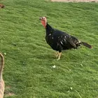 دجاج رومي صنف بياض