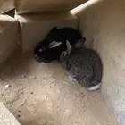 ارانب للبيع