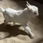الاحساء المطيرفي