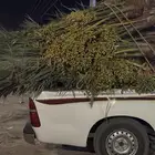 يتوفر جميع انواع النخيل