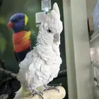 كوكاتو ديكروب اليف ومتكلم