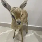 جفرة وتيس عفري للبيع