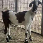 جفرات جنوبيه مشروكه