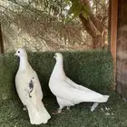 حمام قطيفي