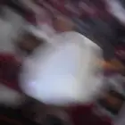 صدف وحجر بيضة نادرة
