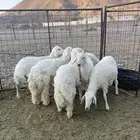 ( تم البيع )طليان حريات