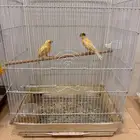 كناري سوري