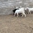 للبيع تيوس طيبه وسمينة الموقع صلبوخ