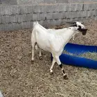 للبيع تيس فحل بيشي للتواصل واتس