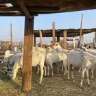 للبيع معزا بيشيات بالفحل دفيع ومضاريع