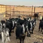 معزا العدد 46 وتحتها 2 جفرات