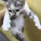 قطط شيرازي وهملايا