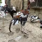 ديك سندي للبيع