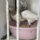 حمام بكستاني