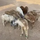 سواكن