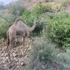 حاشي للبيع