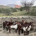 خبيش وشح دهم