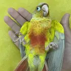 فرخ كنيور أليف و هدد ( تم البيع )