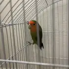 عصفور روز للبيع