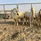 تيس مشروك جذع