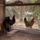 دجاج تركي