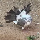حمام رقاصي