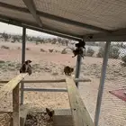 وباره