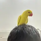 دره هولندي