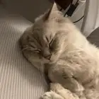 تبني قط ذكر