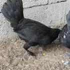 دجاج بشا ير