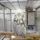 للبيع انثي انجليزي مستوي تم البيع