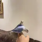روز أليف تم البيع