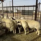 الموقع مرات