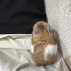 هامستر سوري
