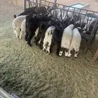 بهم نعيم وصخال