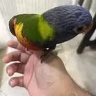 لوري اليف متكلم