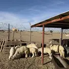 خرفان كفو للبيع بلدي نجران