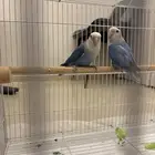 جوز عصافير روز