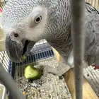 بغبغاء كاسكو أفريقي (African Grey Parrot
