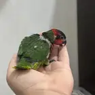 متوفر من جديد فرخ غر لوري اورنيت - Ornate Lorikeet