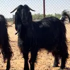 معزا دفيع شرط سونار