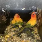 زوج صن كنيور منتج