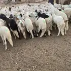 طليان سواكن بيض