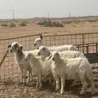 غنم حريات 6