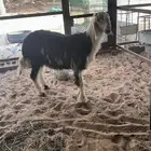 للبيع مشروع فحل كفووو