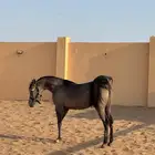 مهره فاخررره حفيده فيرساتشي