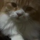 بيع