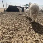 خرفان مشاريع فحول طيبه معرفه