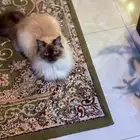 قطو هملايا للتبني