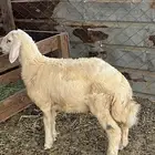 طلي حري